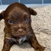 Yorkshire Terrier Puppies (612) 459-4691