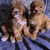 Akc Toy& Minis Poodles