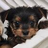 Yorkshire Terrier puppies AKC  boys DOB 1/21/25