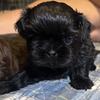 Shih Tzu male pups