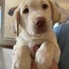 AKC Lab puppies 