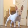 Bull Terrier puppies (miniature)