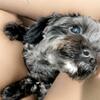 Male YorkiePoo