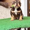 American Bully (Micro,Pocket)