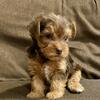 Yorkie Puppies - Chocolate