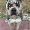 XL Merle American bully