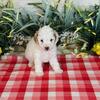 TOY POODLE PUPPY for SALE