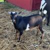 ADGA Nigerian Dwarf Bucks For Sale