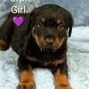 Female Rottweiler 