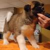 AKITA PUPPIES