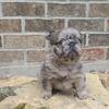 Fluffy merle french bulldog female 