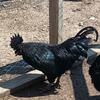 Ayem Cemani hatching eggs