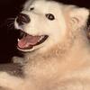 Samoyed
