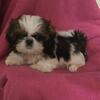 Cava-tzu baby girl