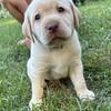 2 PUREBRED AKC REGISTERED LABRADOR RETRIEVER FEMALES 