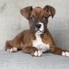 Boxer Puppies