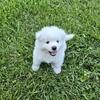 Samoyed Puppies