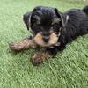 AKC Male Yorkies 