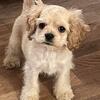 American cocker spaniel
