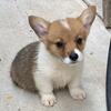 AKC Welch Penbroke corgi puppy