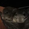 Two adult male chinchillas for a good home