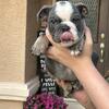English Bulldog Puppy 