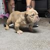 Exotic American Bully Male *Real* (707)739-6502