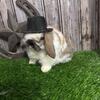 🐰🐰 Holland Lops and Netherland Dwarfs