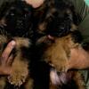 German Shepherd puppies