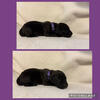 AKC Great Dane Puppies 