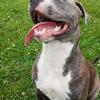 American bully