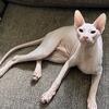 Hairless Peterbald Sphynx