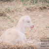 "Perri" ADGA Purebred Lamancha Dairy Goat Doe