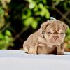 AKC - French Bulldog Puppy - Rojo & Tan Female carries Pink & Fluffy
