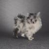 Merle Pomeranian puppy
