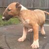 Bull Terrier Females puppies