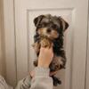 Yorkie puppy for sale
