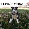 AKC REGISTERED SIBERIAN HUSKY PUPPIES