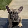 Male frenchie