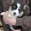 Akc corgi pups