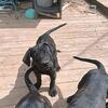Cane corso x Boerbel x Pitbull mix pups
