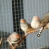 Zebra Finches 