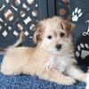 Jamey Charming Male Yochon Puppy
