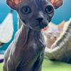 SPHYNX KITTENS 