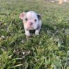 Olde English Bulldogge Puppies!!