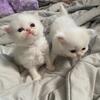 Himalayan Persian kittens! 