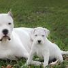 Dogo Argentino Puppies for Sale (Purebred- AKC) Top Bloodlines- Guardians/Family Dogs/Hunters)