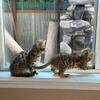 Bengal Kittens 9 weeks