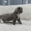 Scottish Fold Kittens