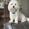 Akc champion bloodlines Coton de Tulear puppies!